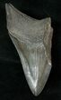 Half Of A Fossil Megalodon Tooth #17256-1